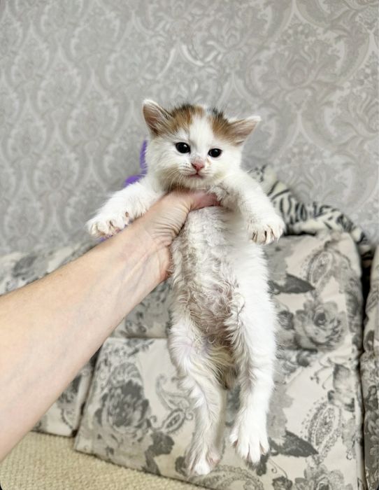 Сибирские ласковые Радости )