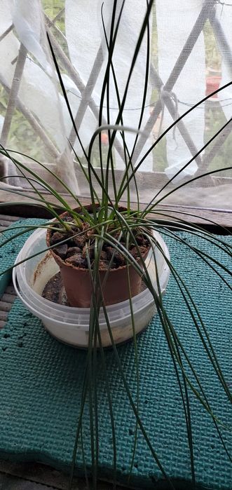 Агава,, бегония, алое разных видов