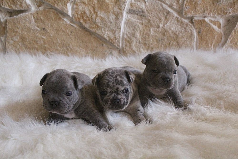 Bulldog francês blue e merle