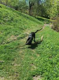 Roczny labrador do oddania za darmo