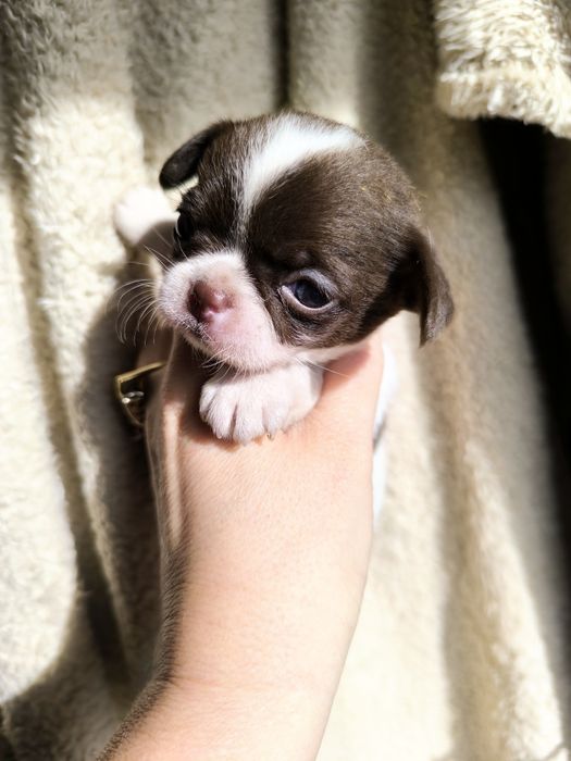 Chihuahua  Super Mini. Menina. Branco e chocolate .Cabeça de maçã.