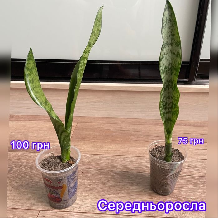 Сансевєра, санса, сансевʼєрія