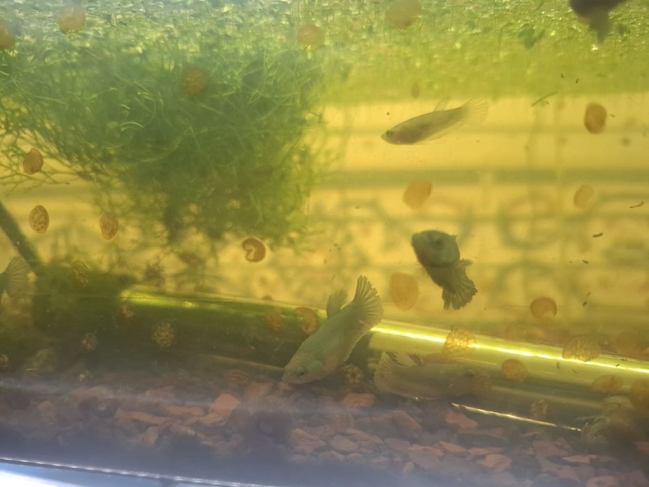 Bettas Avatar Galaxy juvenis