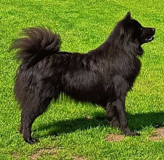 EURASIER czarna dziewczynka
