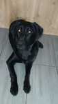 Oddam za darmo 8miesieczną suczke rasy labrador