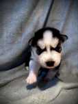 Piękny piesek Siberian Husky REZERWACJA!!!