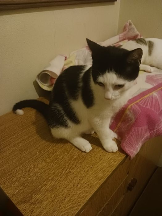 Timor- gato jovem (5 meses para adoção)