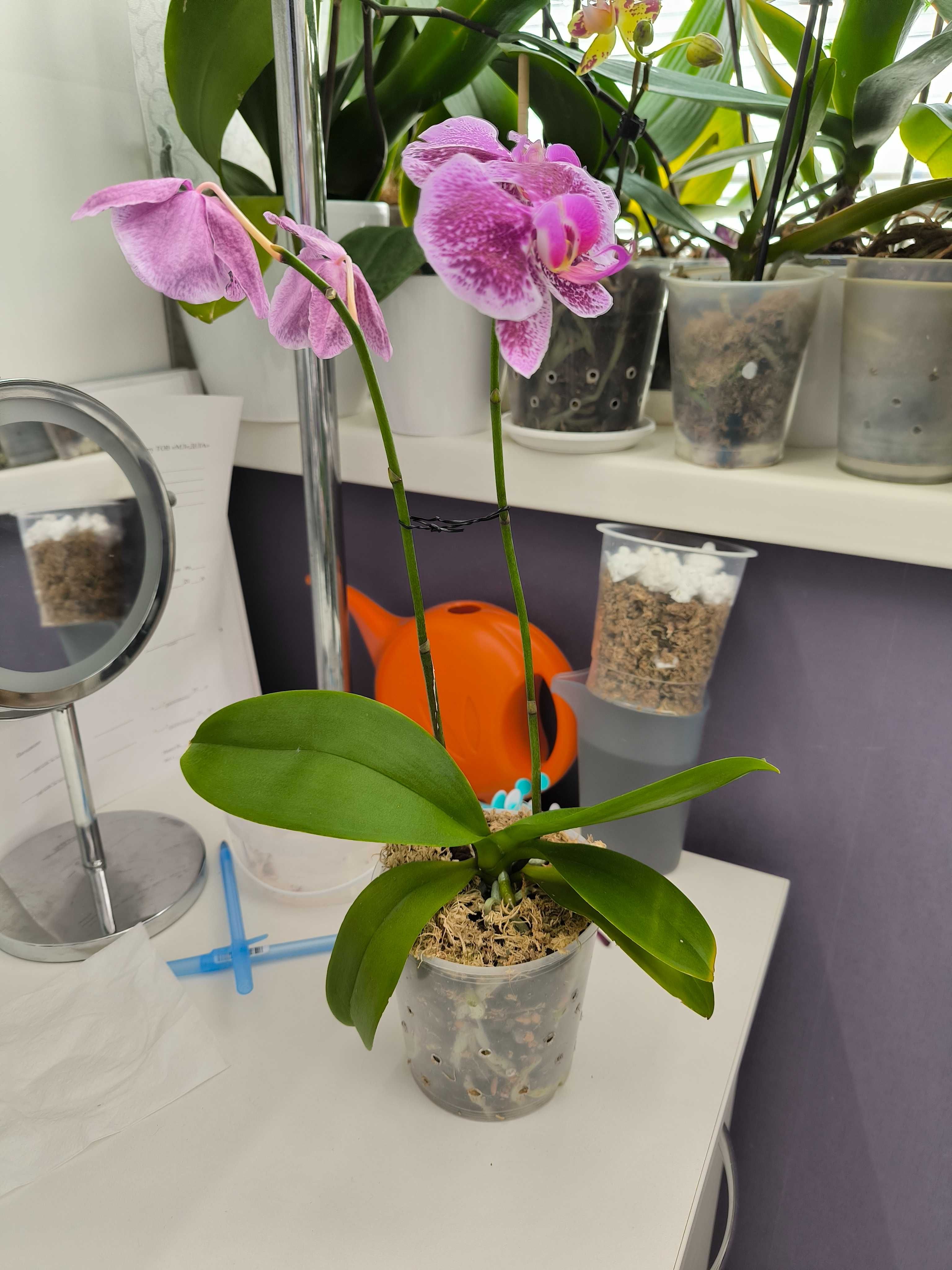 Квітуча орхідея фаленопсис  Ever Spring King × OX Black орхидея