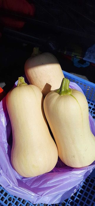 Abóbora manteiga (Butternut) .