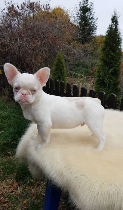 Французький бульдог пінк