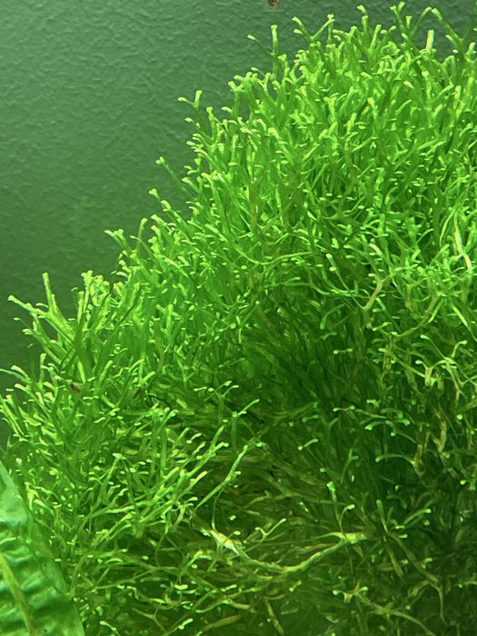 Kryptokoryna, zwartka, cryptocoryne, roślina roślinka akwariowa