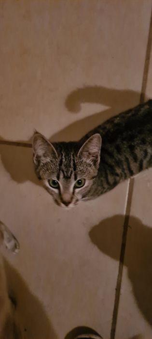 Gatinha 3meses tigrada muito meiga