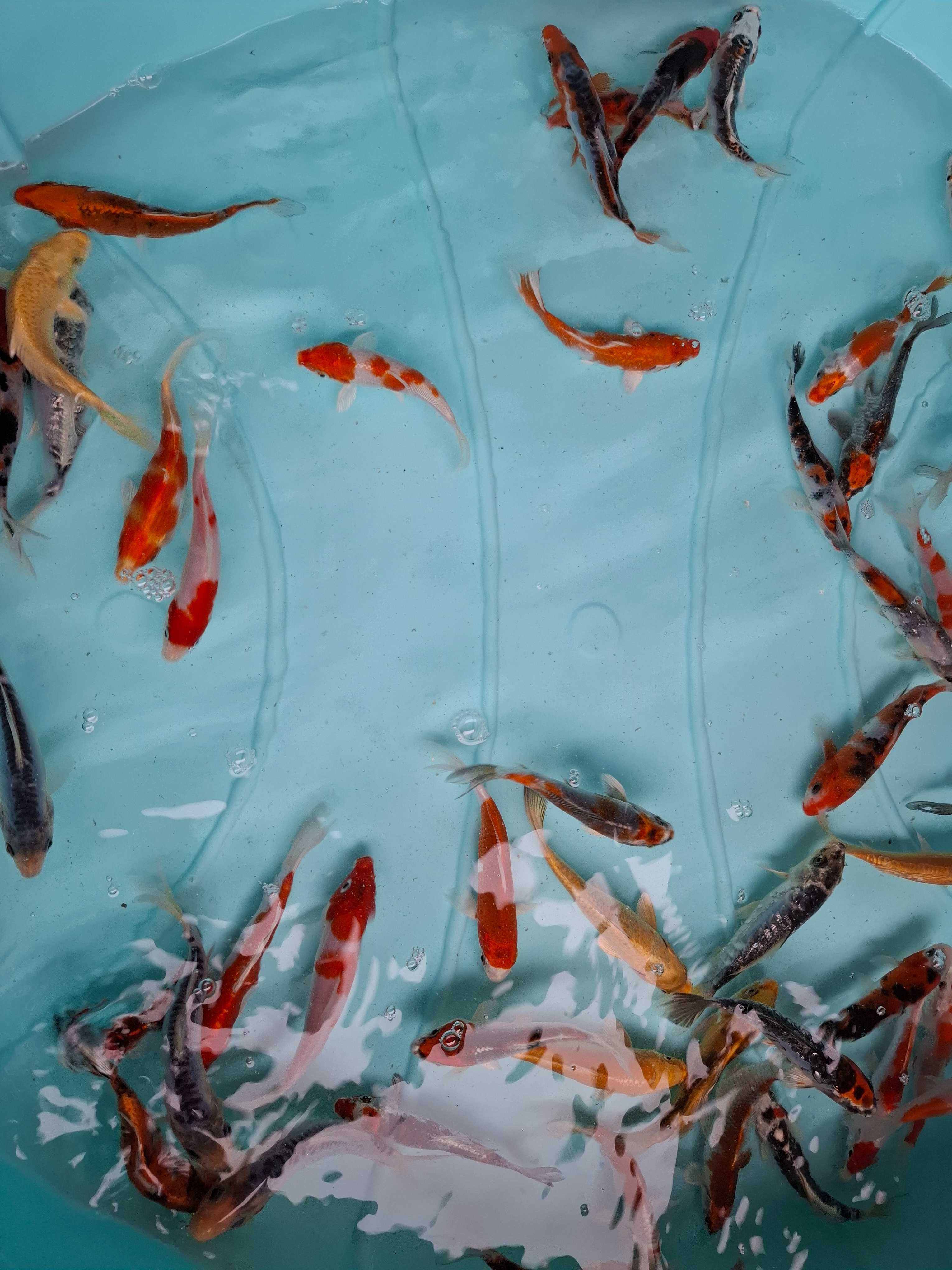 Carpas koi 12/15cm