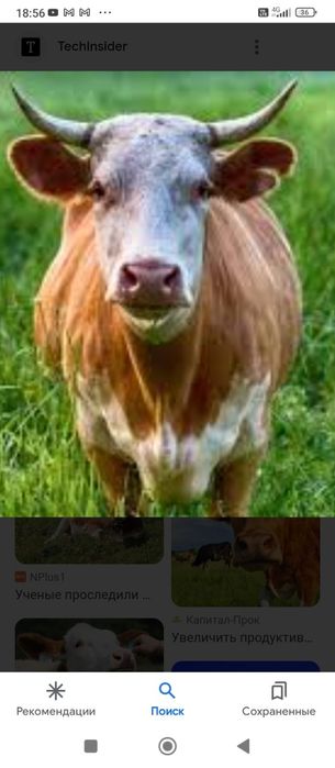 Продаю дойных коров на молоко.