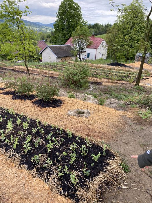 nawóz z wełna owcza do szklarni eko zamiast gnoju obornik uprawa