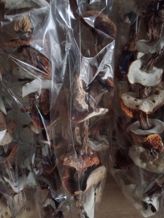 Borowik kapelusze bialy