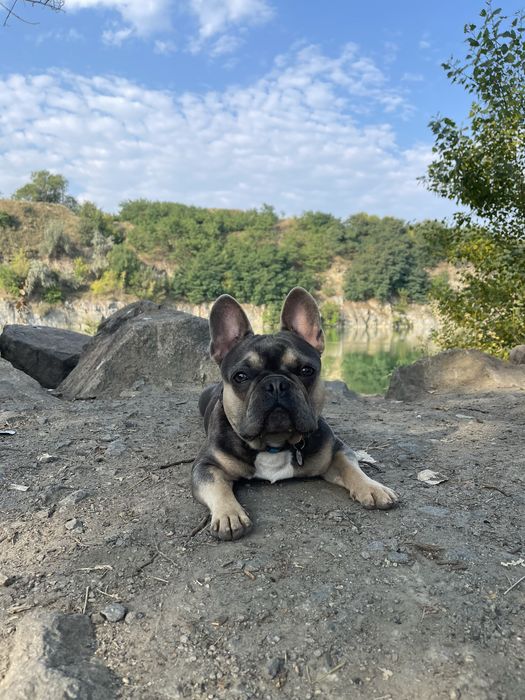 Вязка случка французский бульдог ищет невесту француз спаривание