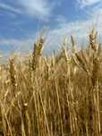 Продам, Насіння, Озима, Пшениця, Еліта, Одеська, Київська, Закордонна,