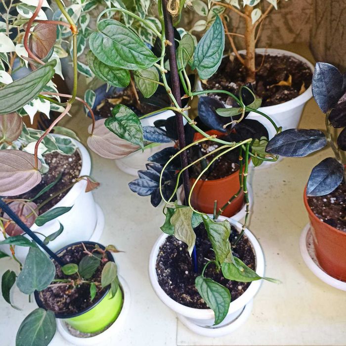 Комнатные цветы монстера, филодендрон Миканс, лечебная каланхоя и др.