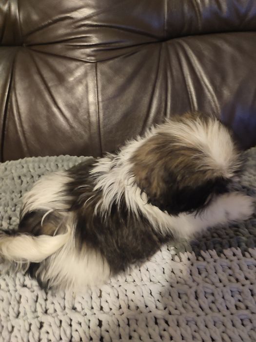 Shihtzu tricolor piesek
