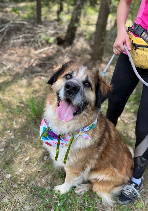 Berry w typie bernardyna szuka domu, adoptuj ze schroniska.