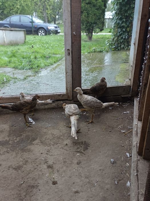 Bażanty złote czerwone i bananowe
