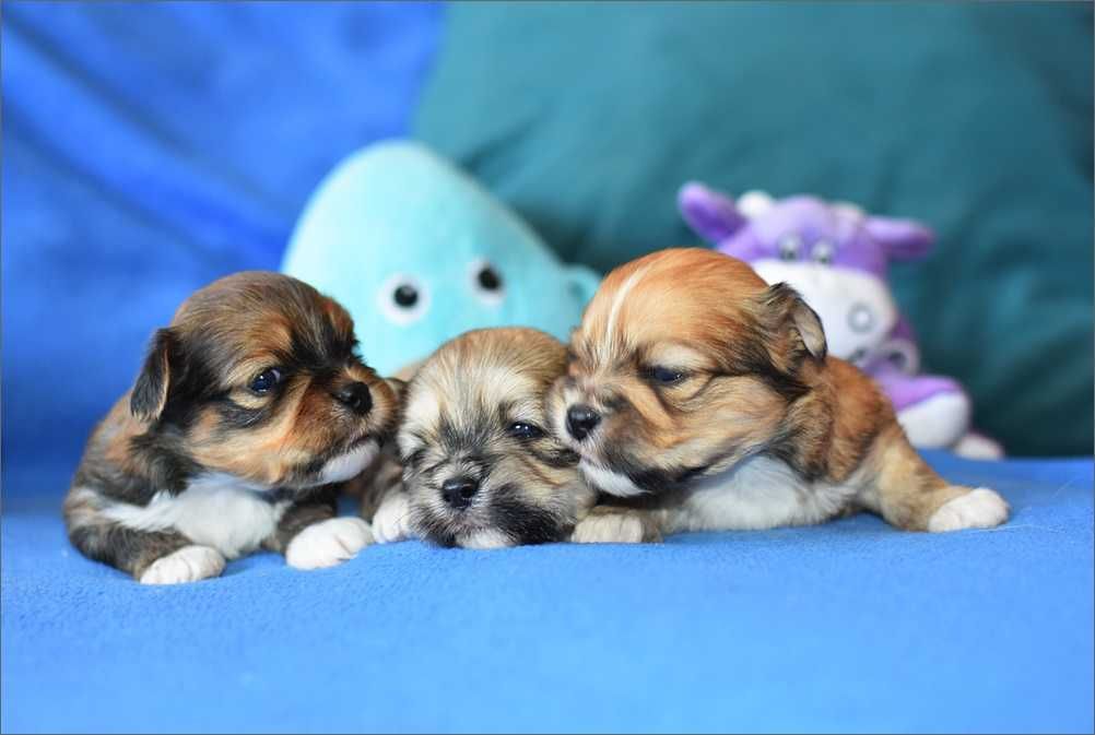 Piesek Lhasa Apso - tybetanski  kuzyn shih tzu -ZKwP