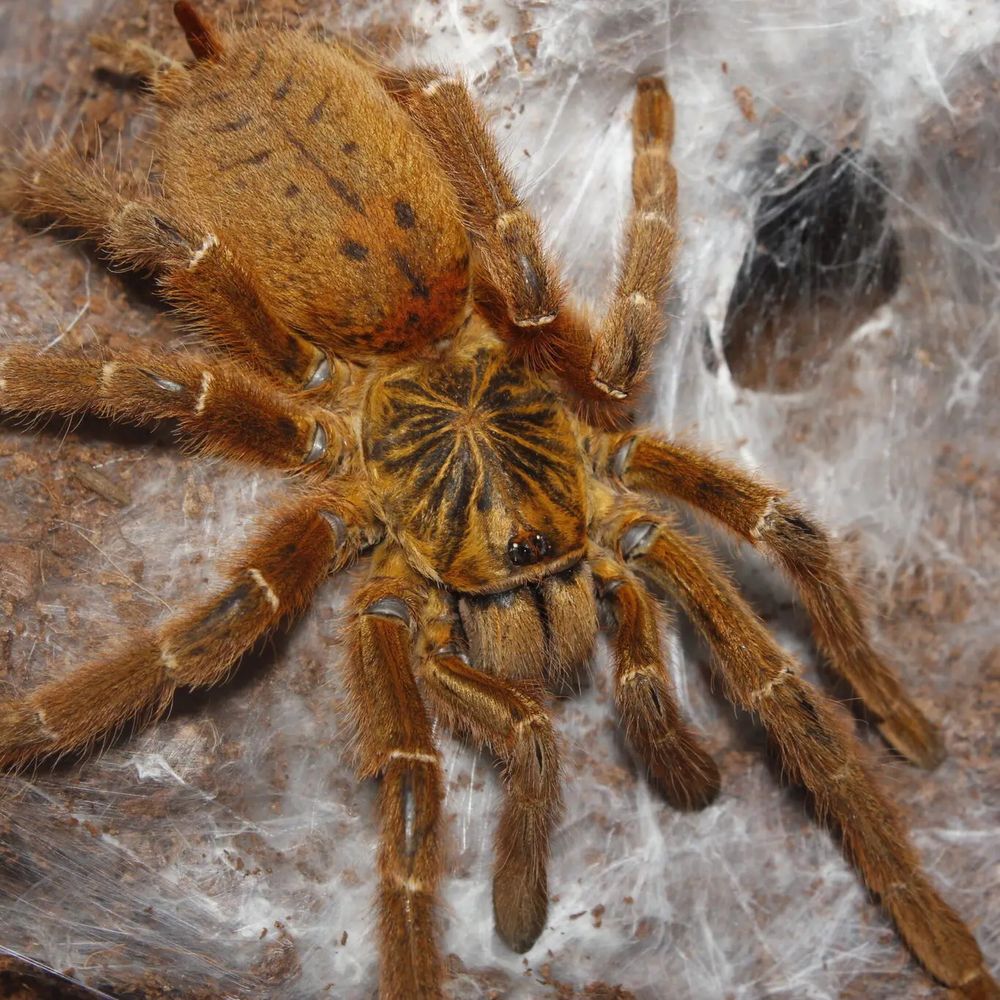p. murinus 3,5 dc SAMICA