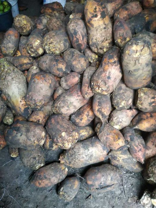 Продам буряк кормовий