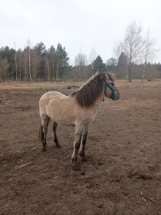 Konik polski Ogierek