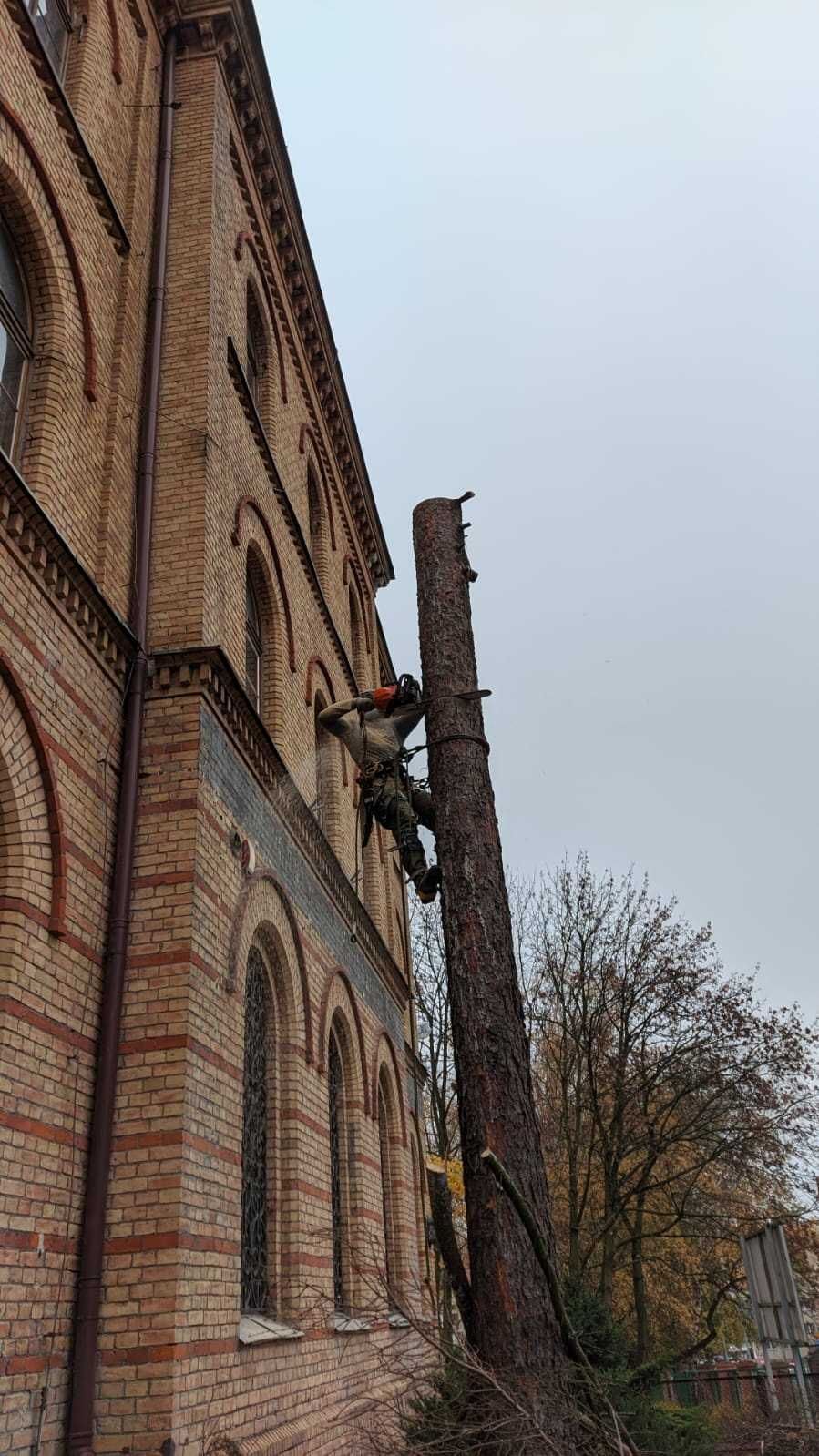 Wycinka i pielęgnacja drzew, certyfikowany inspektor-arborysta