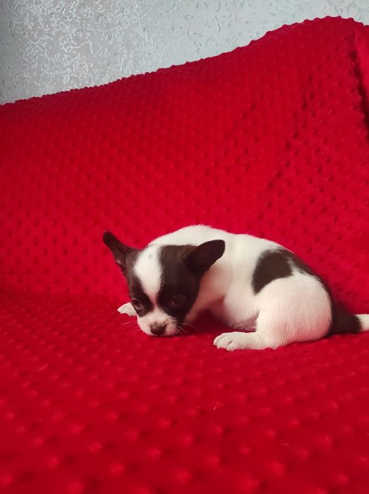 ЧУДО малыш чихуахуа!!!