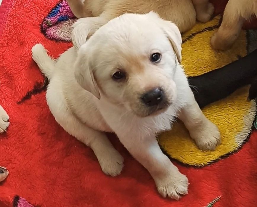 Лабрадор-ретрівер з документами КСУ