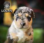 American Bully XL merle tricolor ABKC