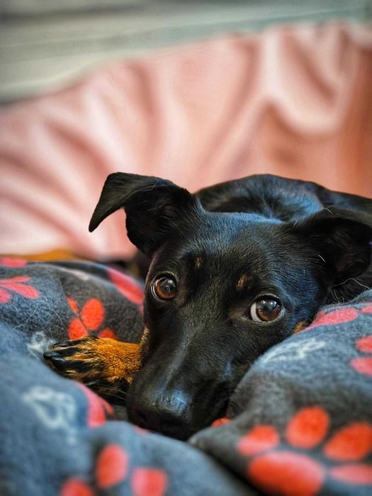 Mała Tami szuka domu! Lubi koty!