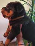 Rottweiler szczeniak