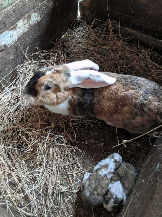 Кролі породи Велетень