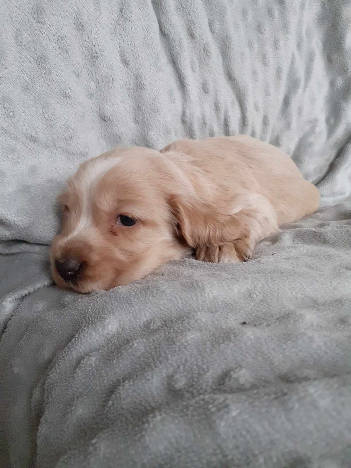 Cocker Spaniel Angielski suczka