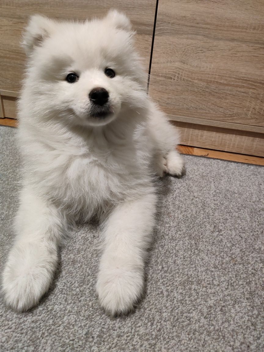 Samoyed suczka z rodowodem