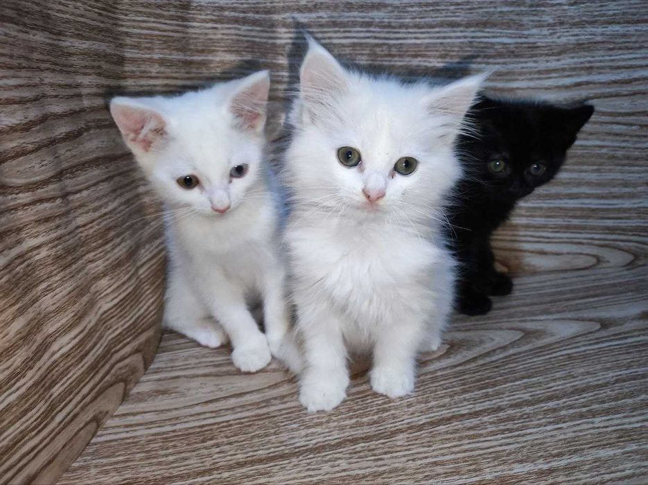 Віддам кошенят в добрі руки