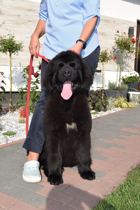 Czarna sunia Nowofundland