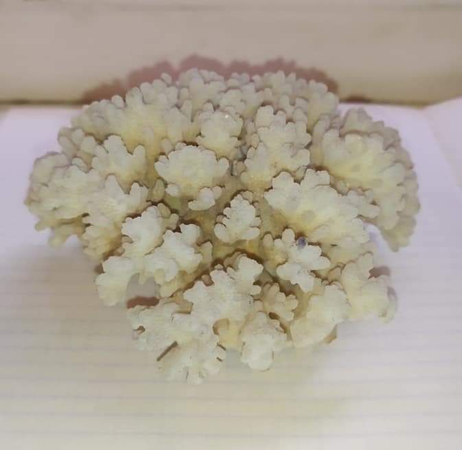 Морський коралл.