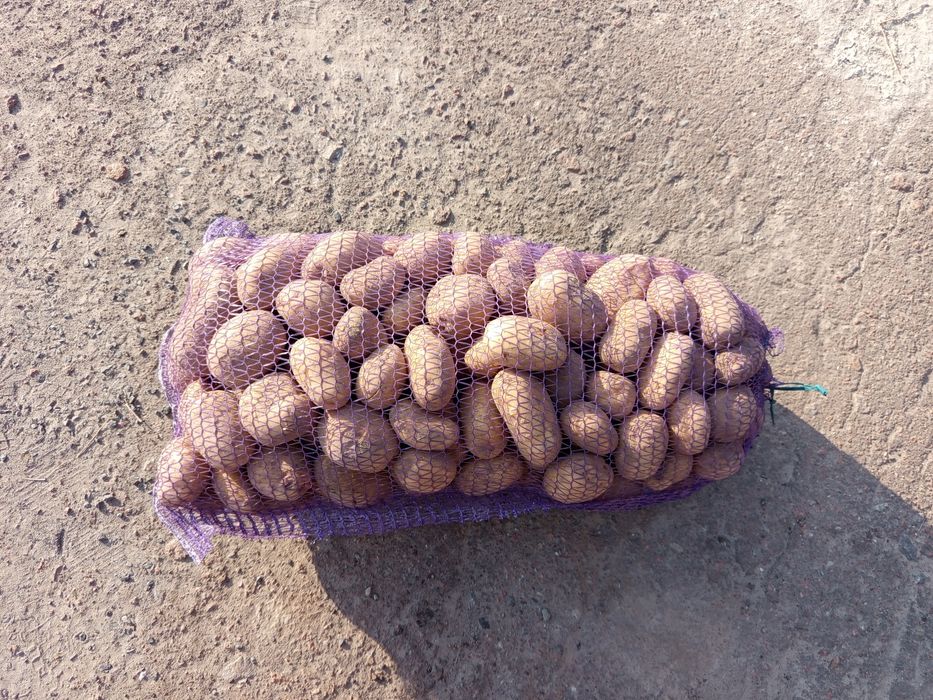 Продам картоплю сортів гранада,білороса,прадо,арізона,коломбо