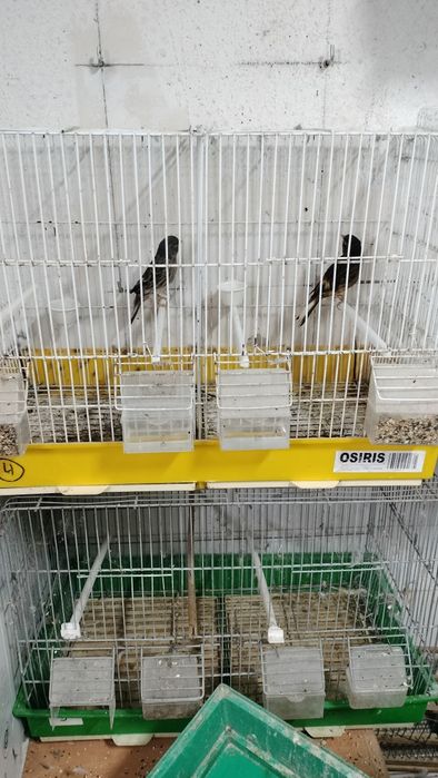 Vendo pará despachar