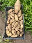 Batata nova a sair da terra
