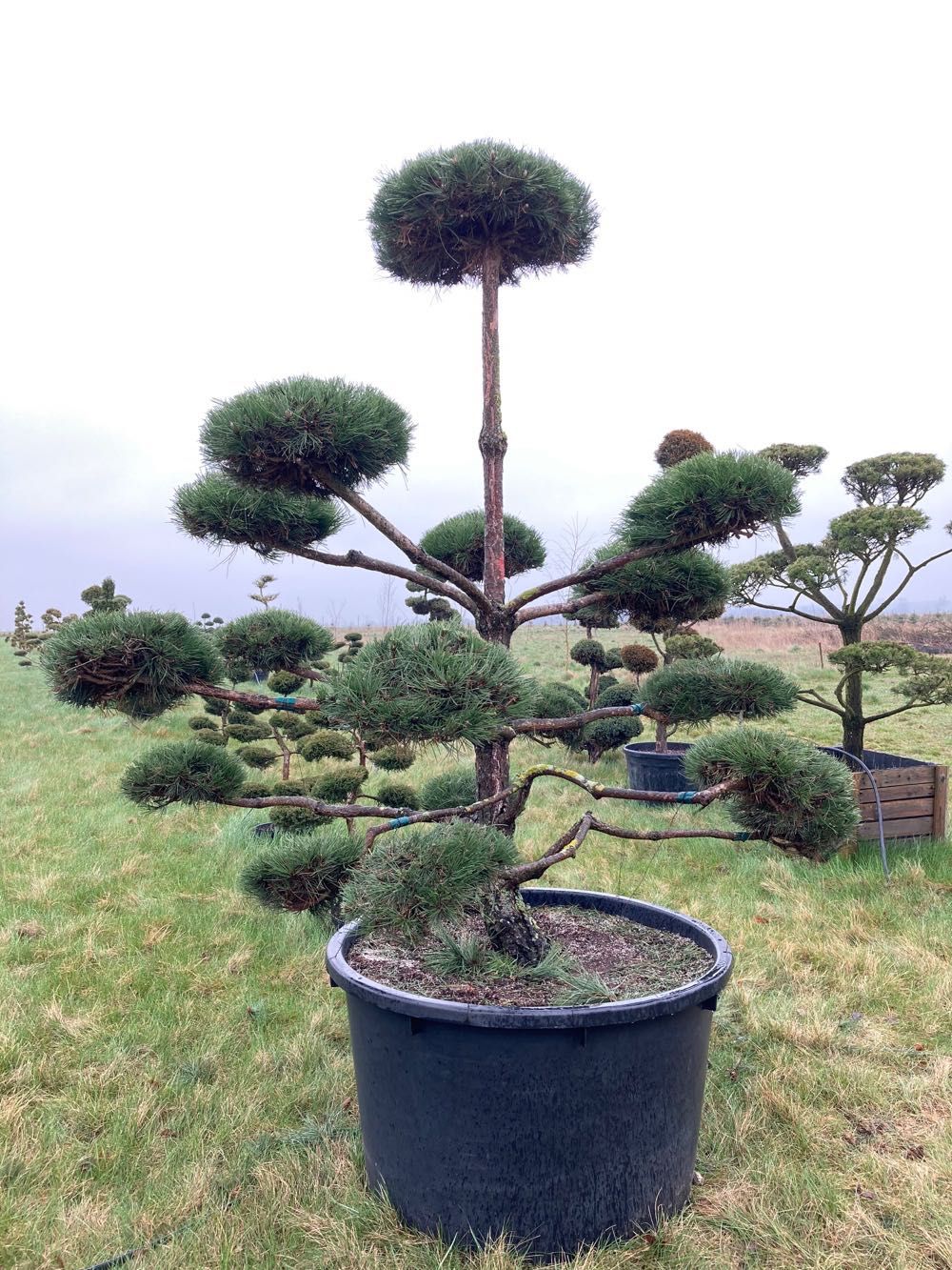 Bonsai - Sosna Czarna - Pinus Nigra - dużo gęstych "chmurek"  - 250 cm