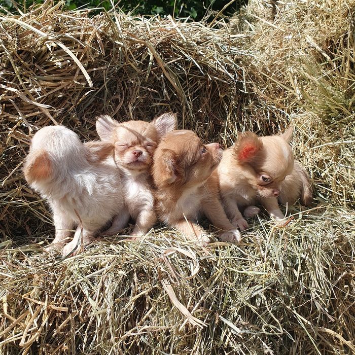 Длинношерстные мальчики чихуахуа