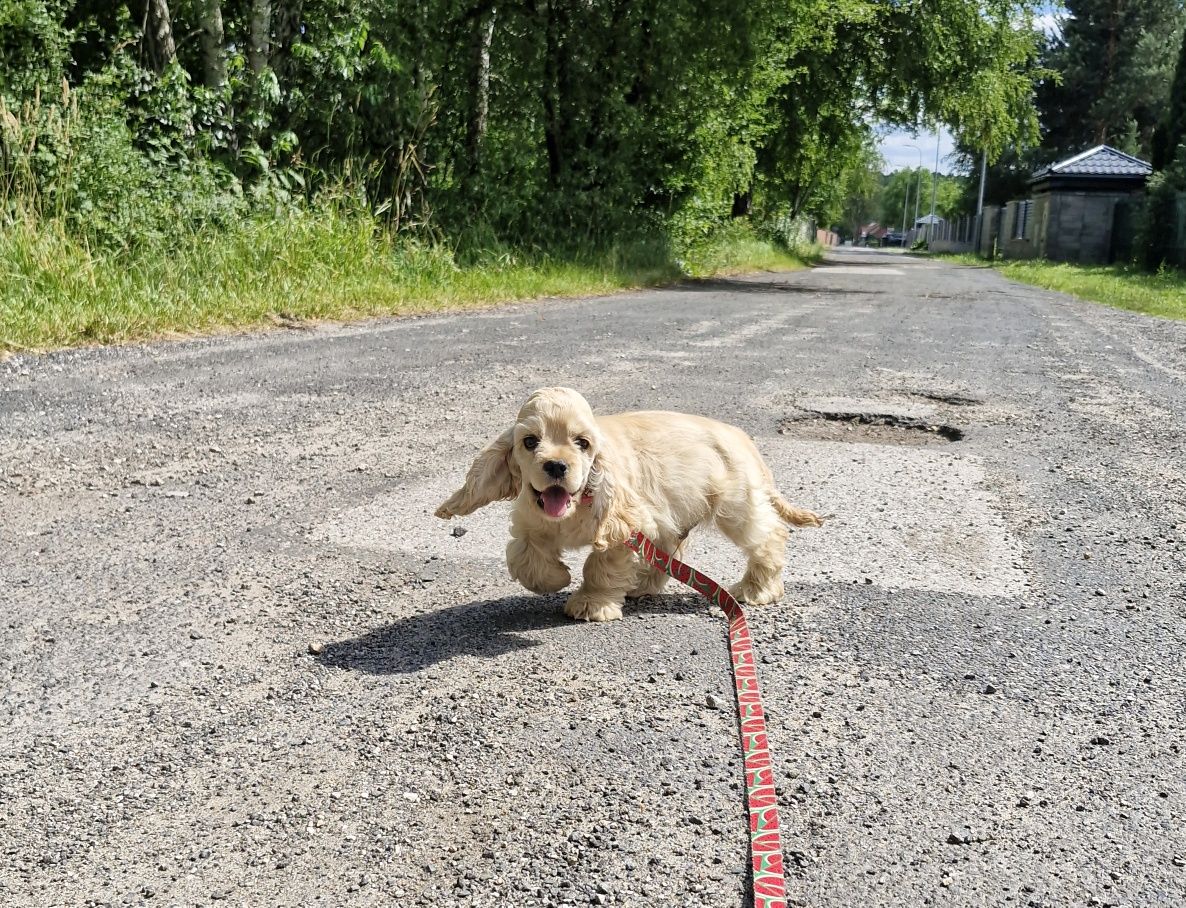 Cocker spaniel Amerykański FCI