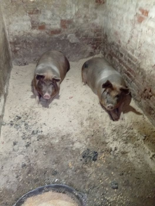 Продам все что на фото подробности по телефону.