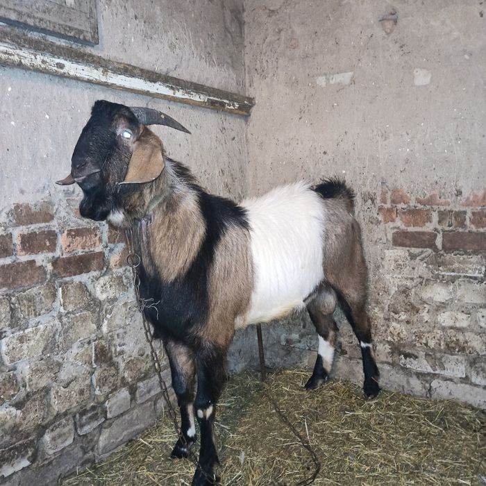 Продам Нубийского козла и козлят